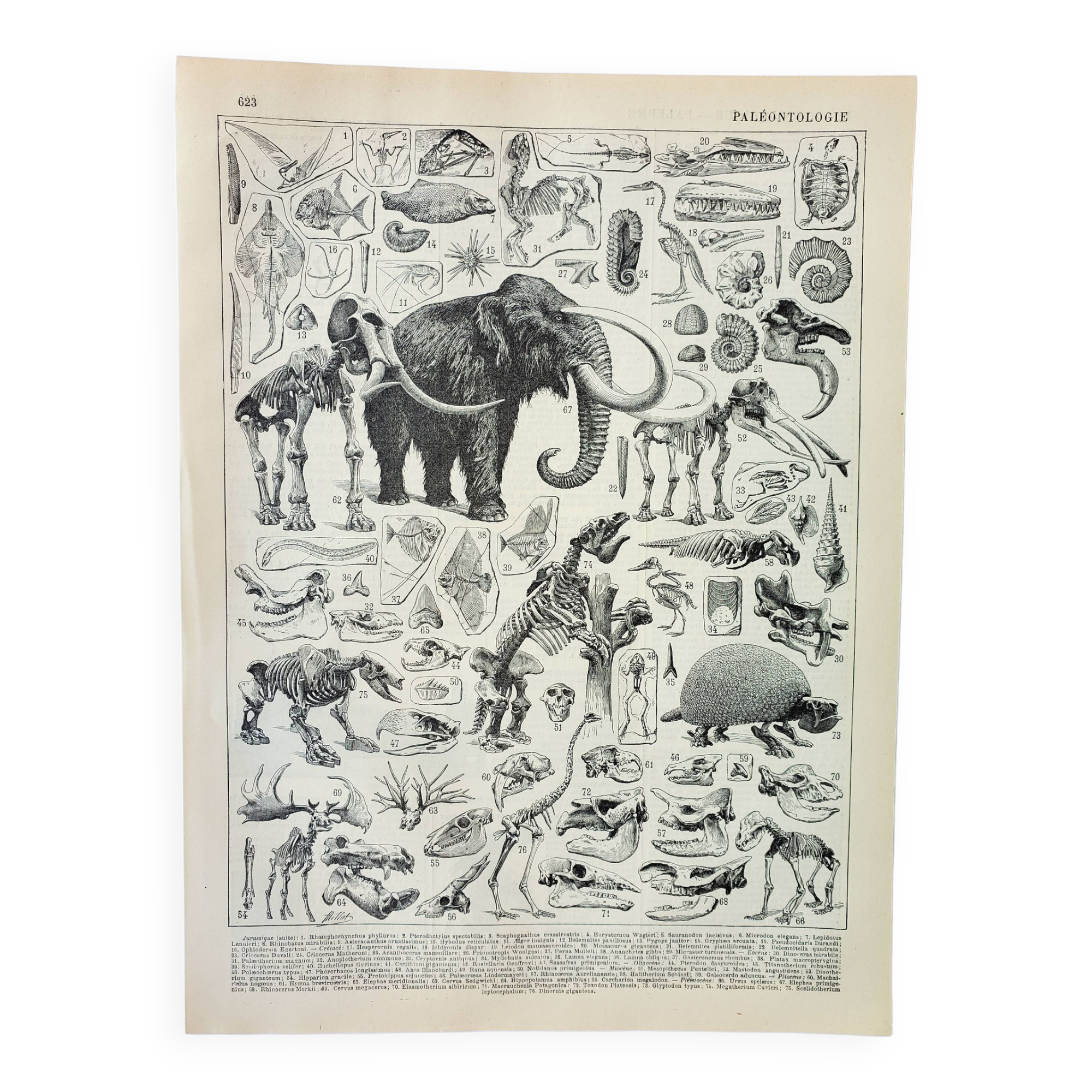 Old engraving 1898, Paleontology 2, prehistory • Lithograph, Original plate