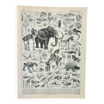 Old engraving 1898, Paleontology 2, prehistory • Lithograph, Original plate