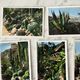 Set of 10 vintage photographs "Exotic Garden" Monaco 70s