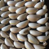 3 shell table mats, 70s