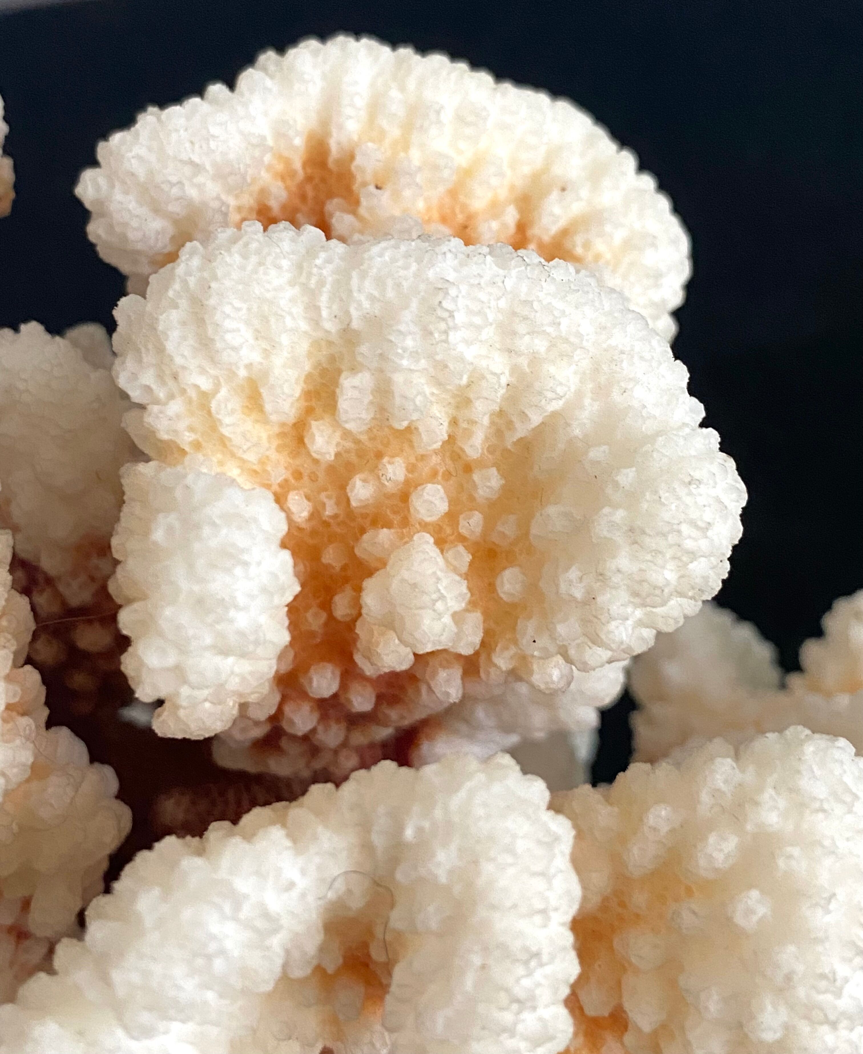 Coral XXL on its foot