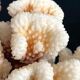 Corail XXL sur son pied