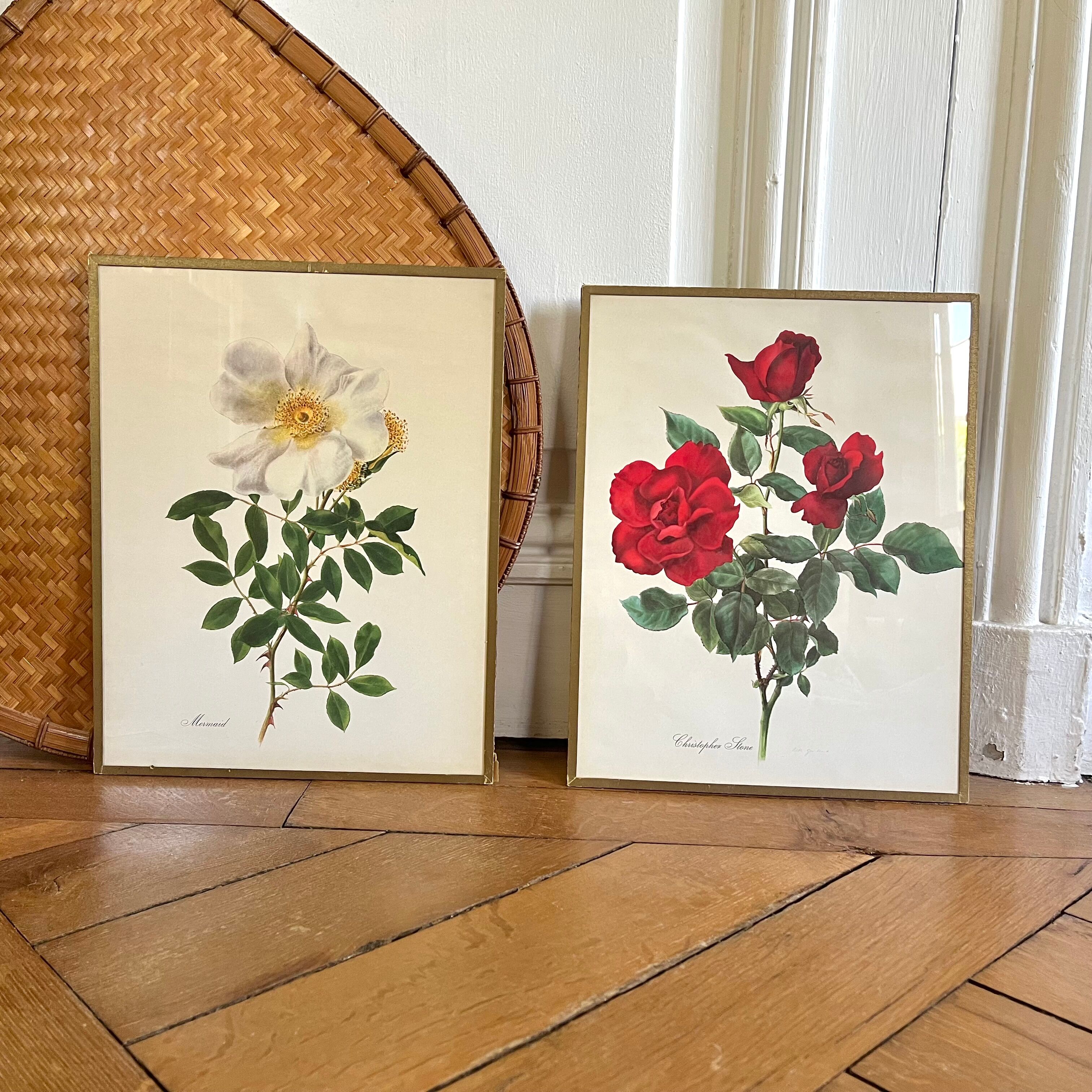 Pair of vintage botanical plates
