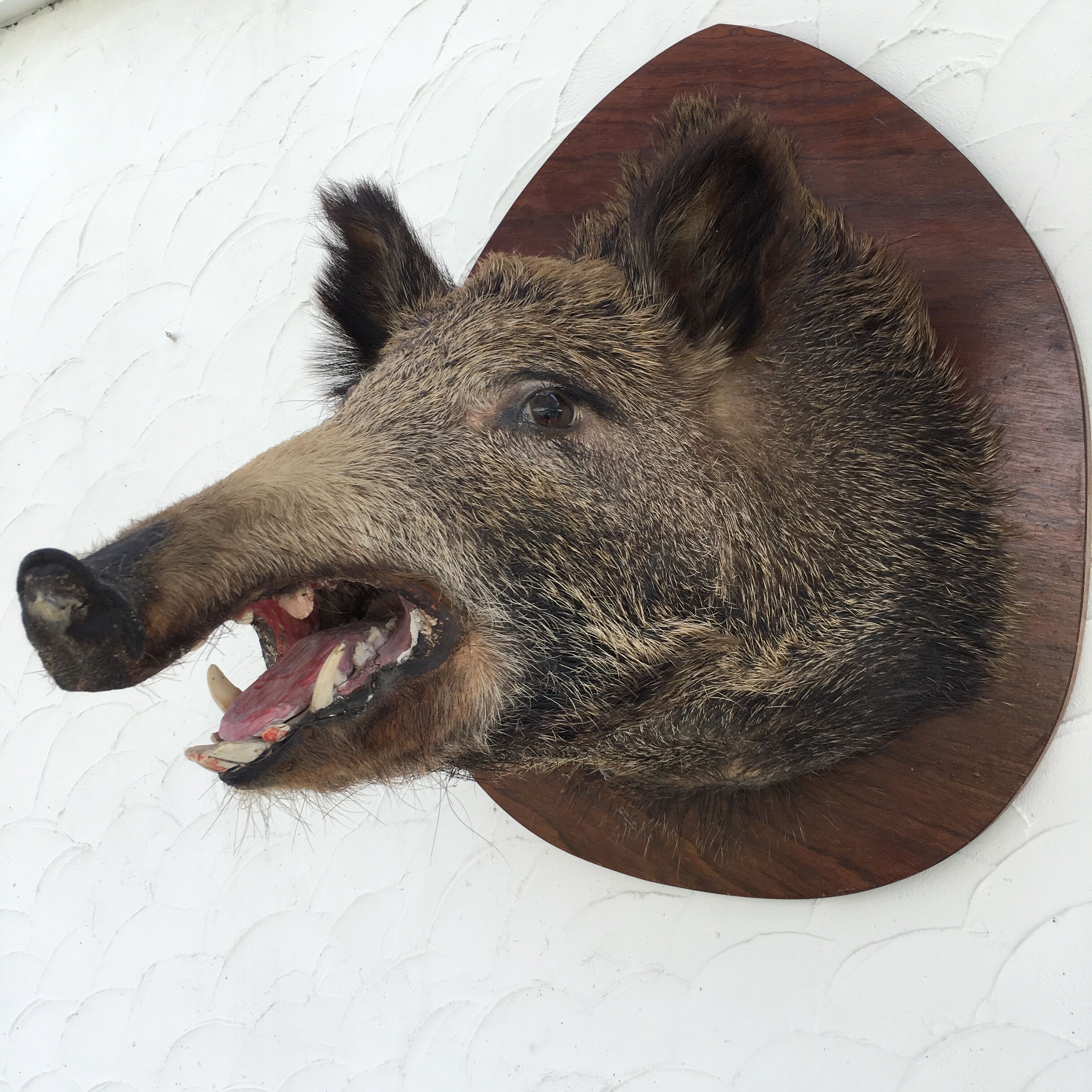 Wild boar trophy
