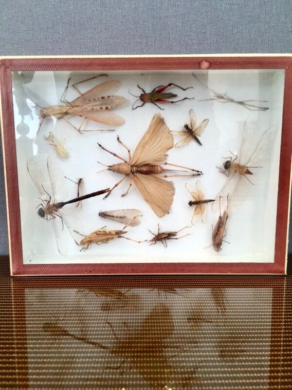 Entomologist's showcase, insect collection, 20th century