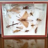 Entomologist's showcase, insect collection, 20th century