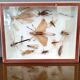 Vitrine entomologiste, collection d’insectes, XX siècle