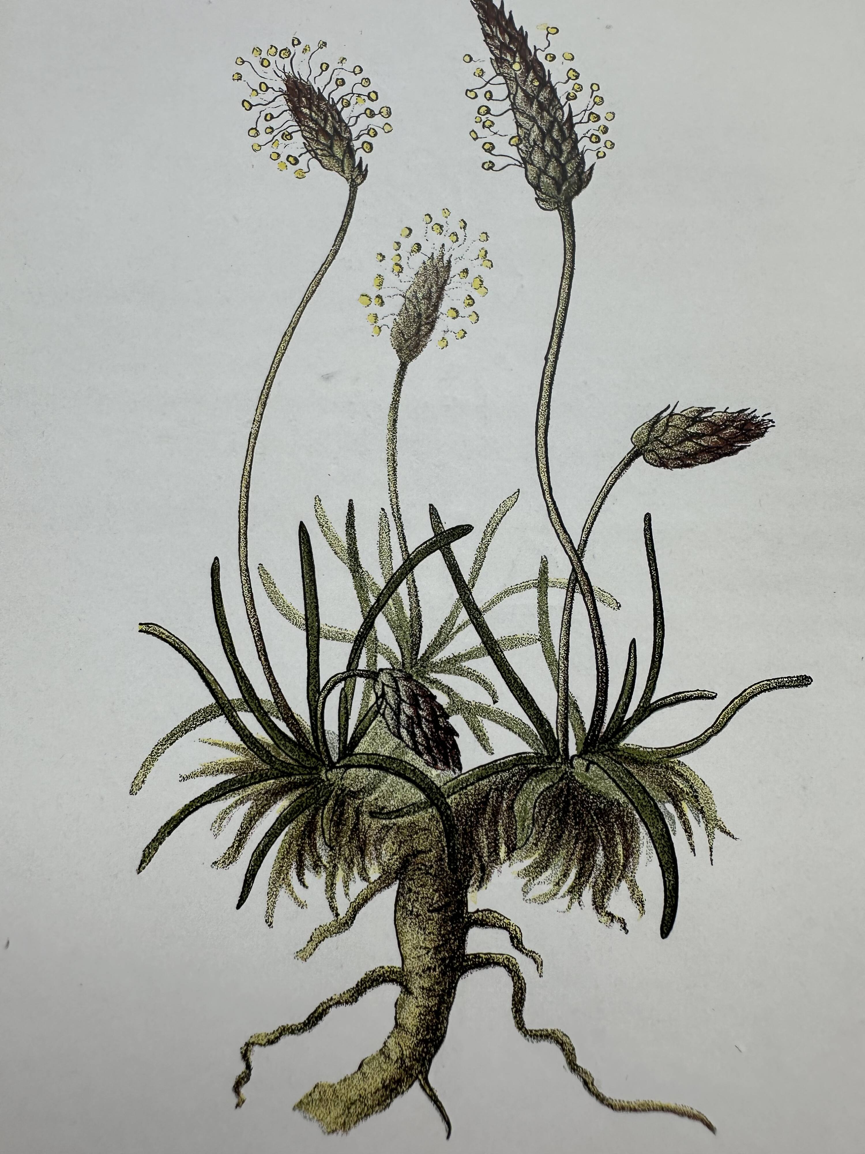 Gravure botanique planche naturaliste fleur France