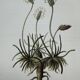 Gravure botanique planche naturaliste fleur France