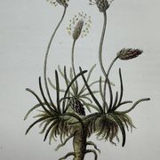 Gravure botanique planche naturaliste fleur France