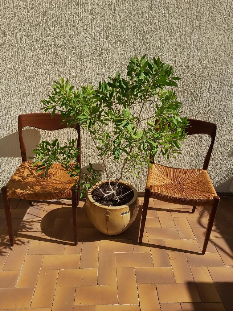 3 Niels Otto Moller chairs in teak and straw 60s