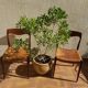 3 Niels Otto Moller chairs in teak and straw 60s