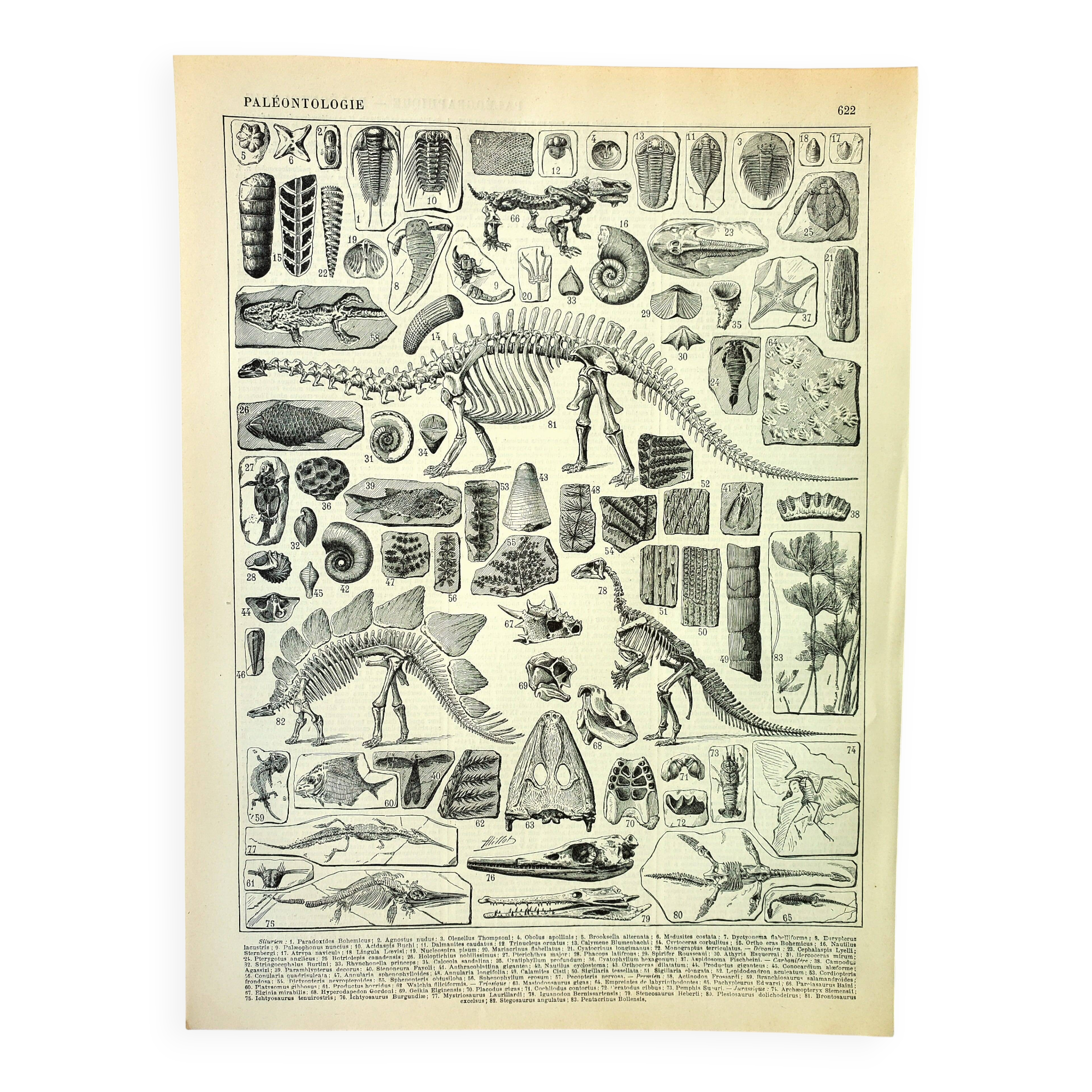 Botanical engraving 1897 A. Millot - Paleontology 1, prehistory