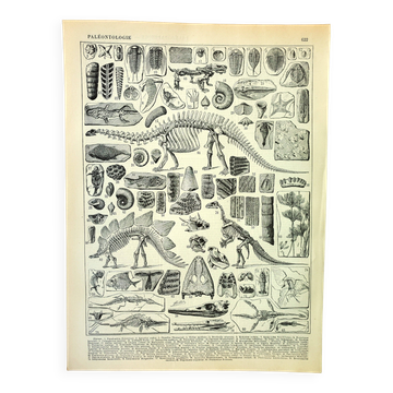 Botanical engraving 1897 A. Millot - Paleontology 1, prehistory