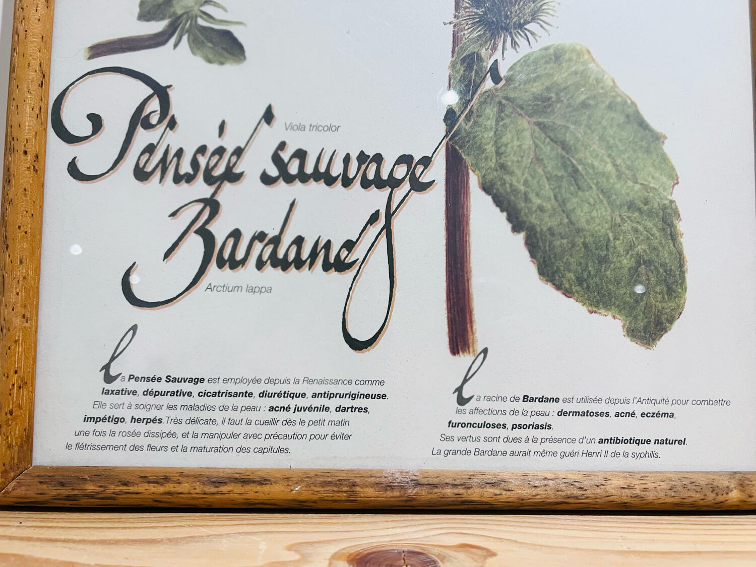 Frame pharmacy herbarium wild thought and burdock