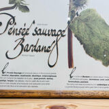 Frame pharmacy herbarium wild thought and burdock