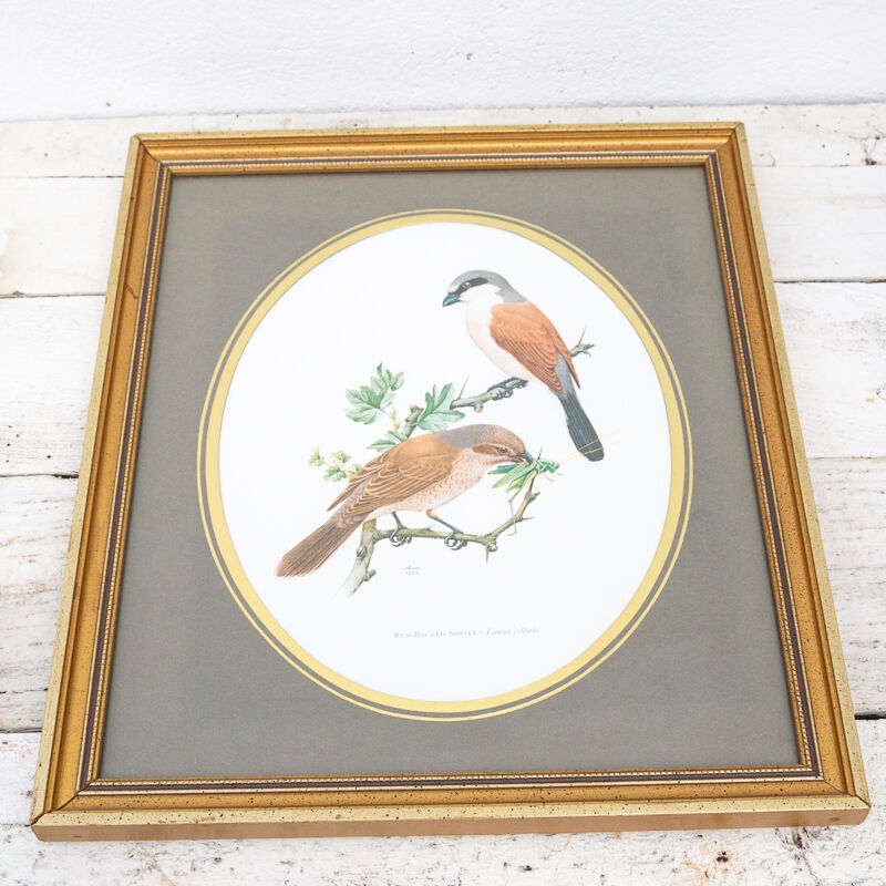 Reproduction of passerine birds by Murr ornithological board