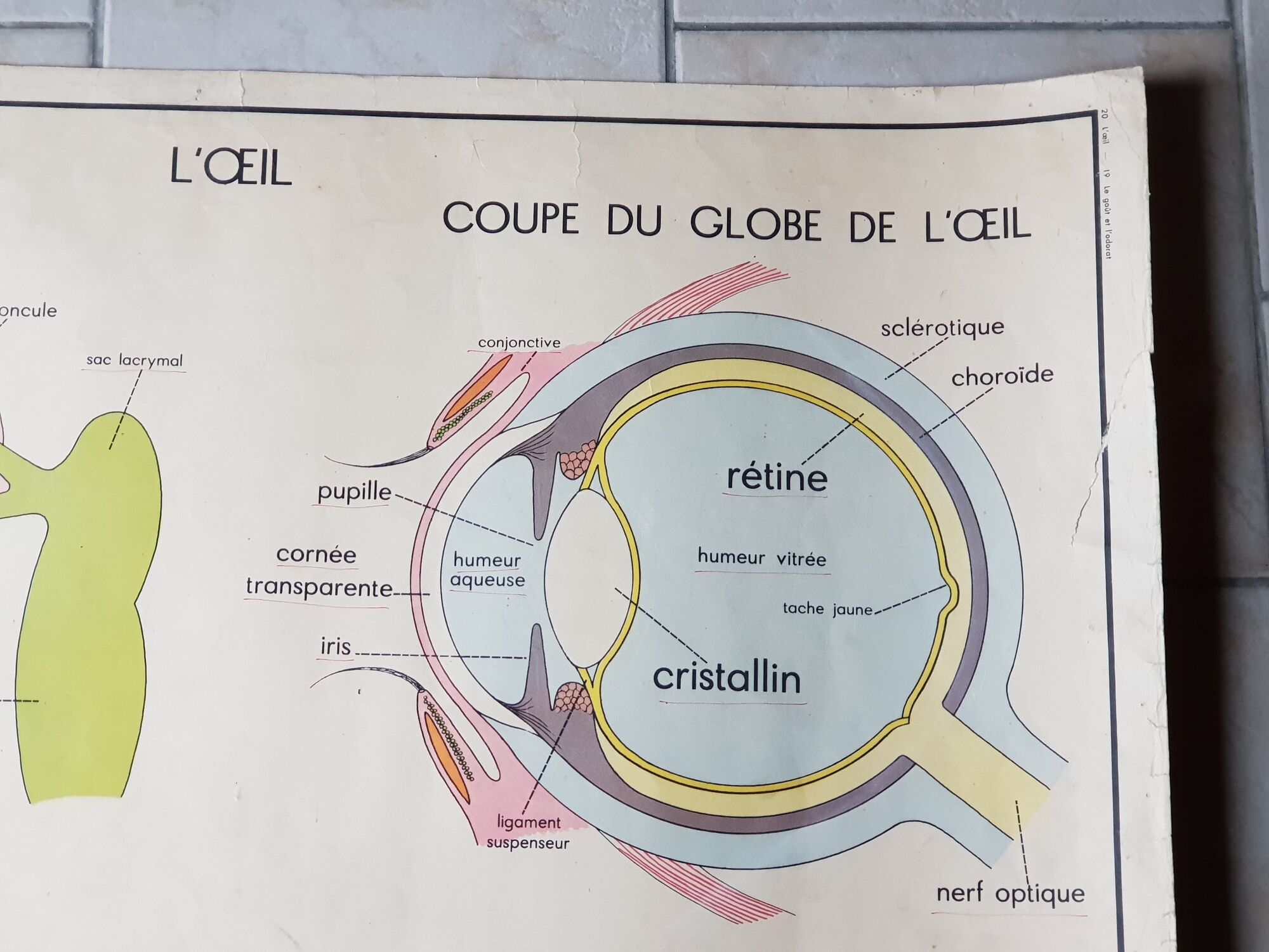School poster Rossignol - taste and smell and the eye
