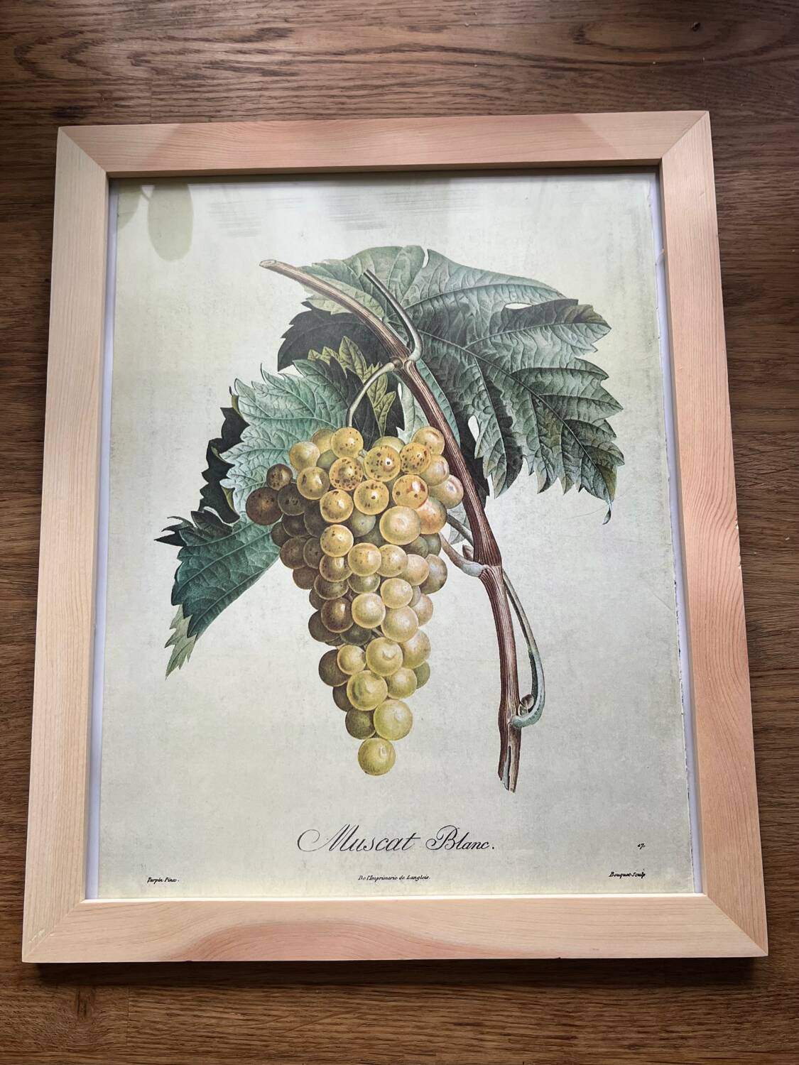 Botanical poster muscat - Turpin