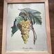 Botanical poster muscat - Turpin