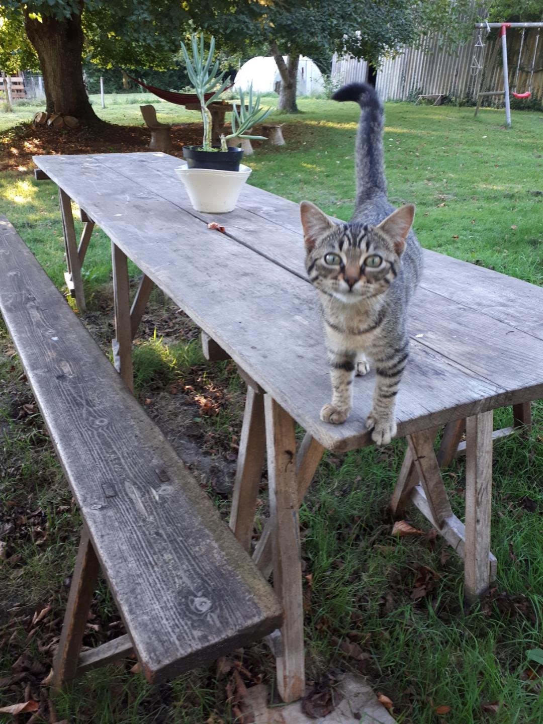 Vintage Guinguette table set with 2 benches