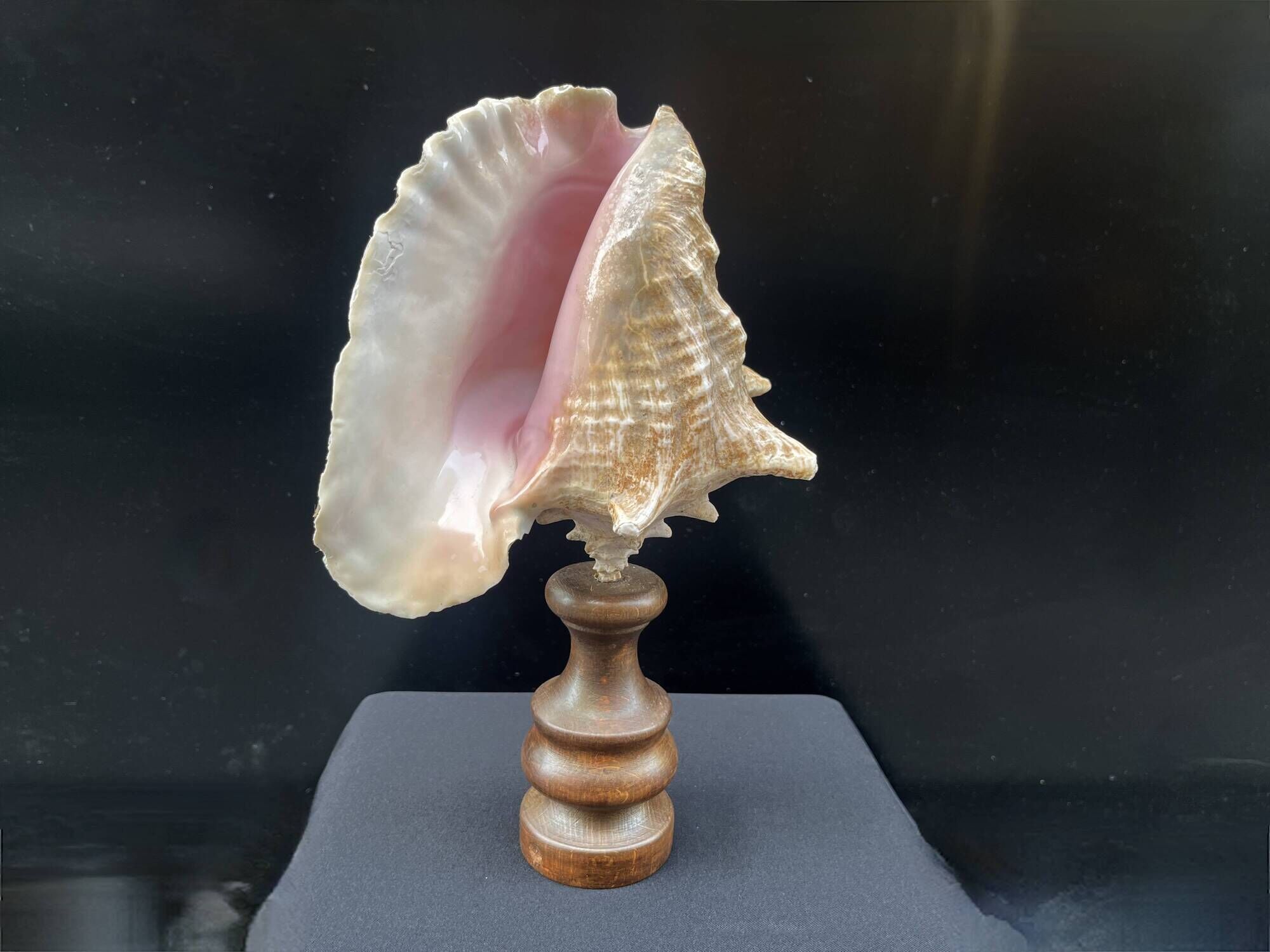 XXL Antique large conch shell on wooden base cabinet of curiosities