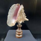 XXL Antique large conch shell on wooden base cabinet of curiosities