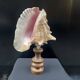 XXL Antique large conch shell on wooden base cabinet of curiosities