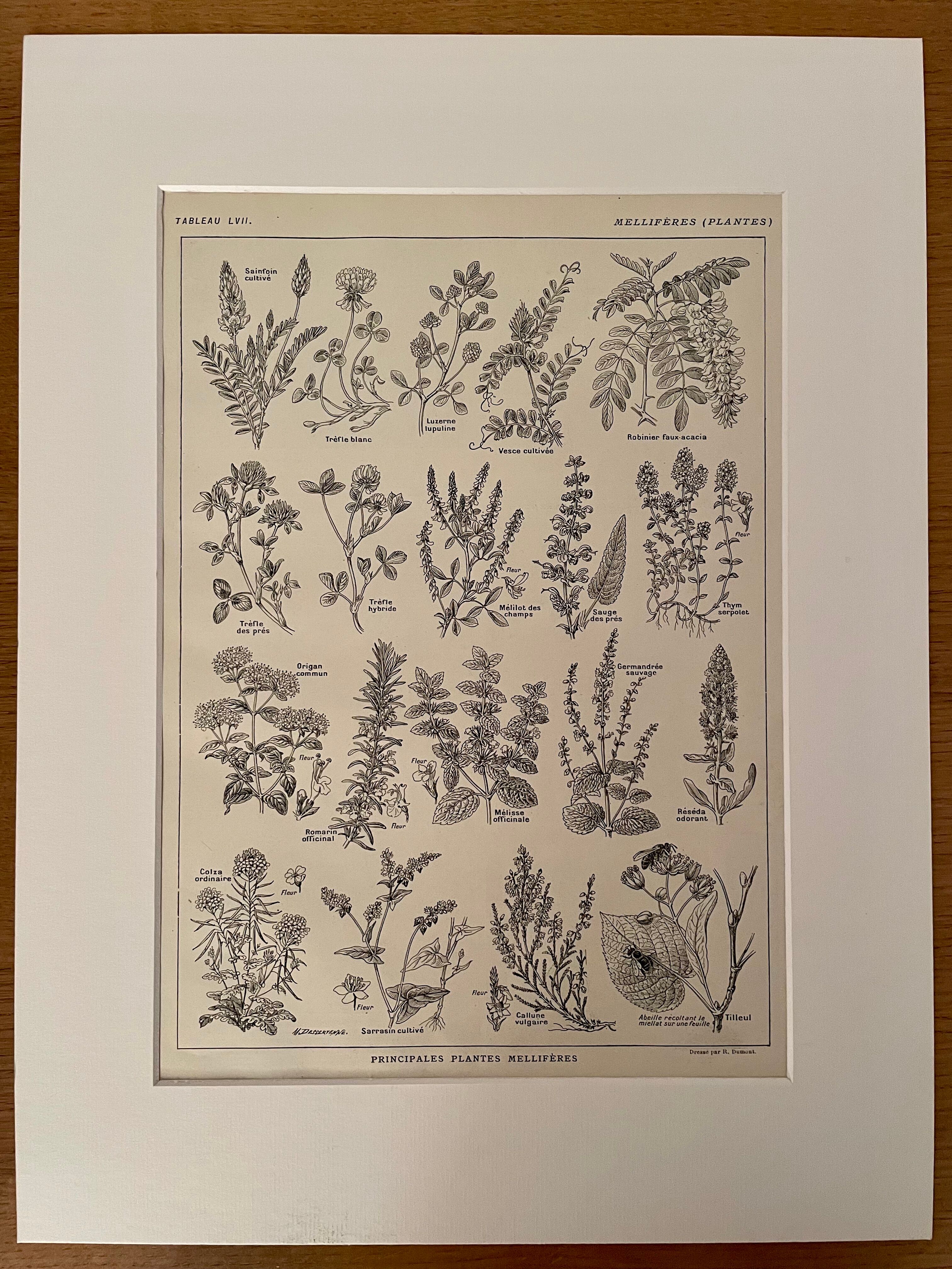 Lithograph on aromatic and melliferous plants - 1920