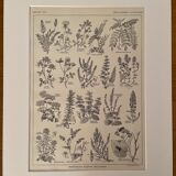 Lithograph on aromatic and melliferous plants - 1920