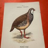 Botanical engraving birds double sided naturalist board