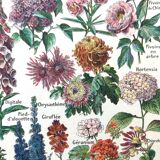 Ancient botanical plank flowers