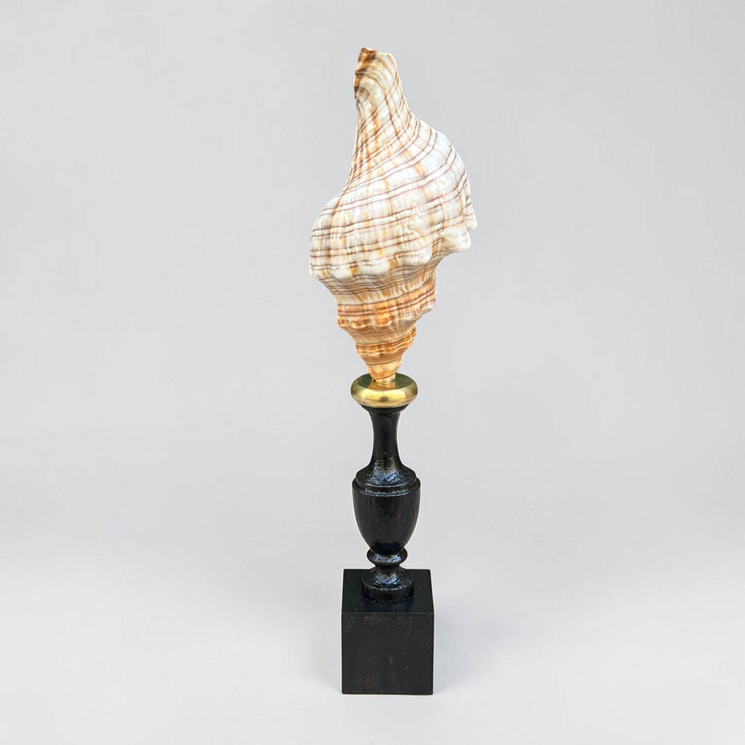 Sea snail shell Fasciolaria Trapezium on a turned wooden base