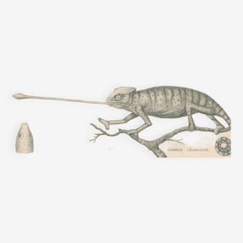 Antique reptile engraving showing various chameleon, Egyptian Stellion, Skink Lizard, 1837 Pl4