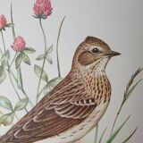 Lark bird board