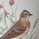 Lark bird board