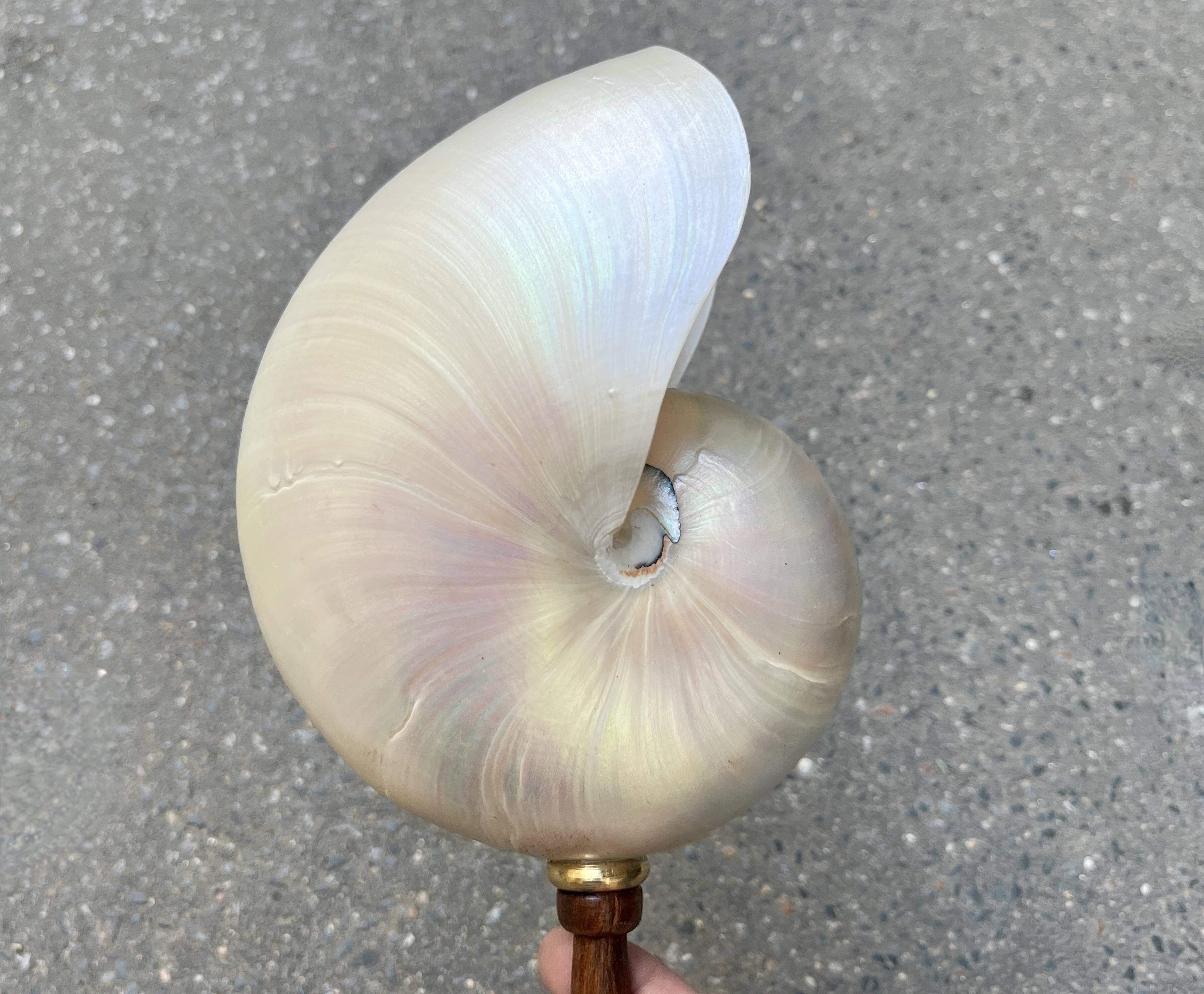 Large pearly Nautilus shell on turned wooden base, old vintage cabinet of curiosities