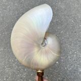 Large pearly Nautilus shell on turned wooden base, old vintage cabinet of curiosities