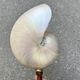 Large pearly Nautilus shell on turned wooden base, old vintage cabinet of curiosities