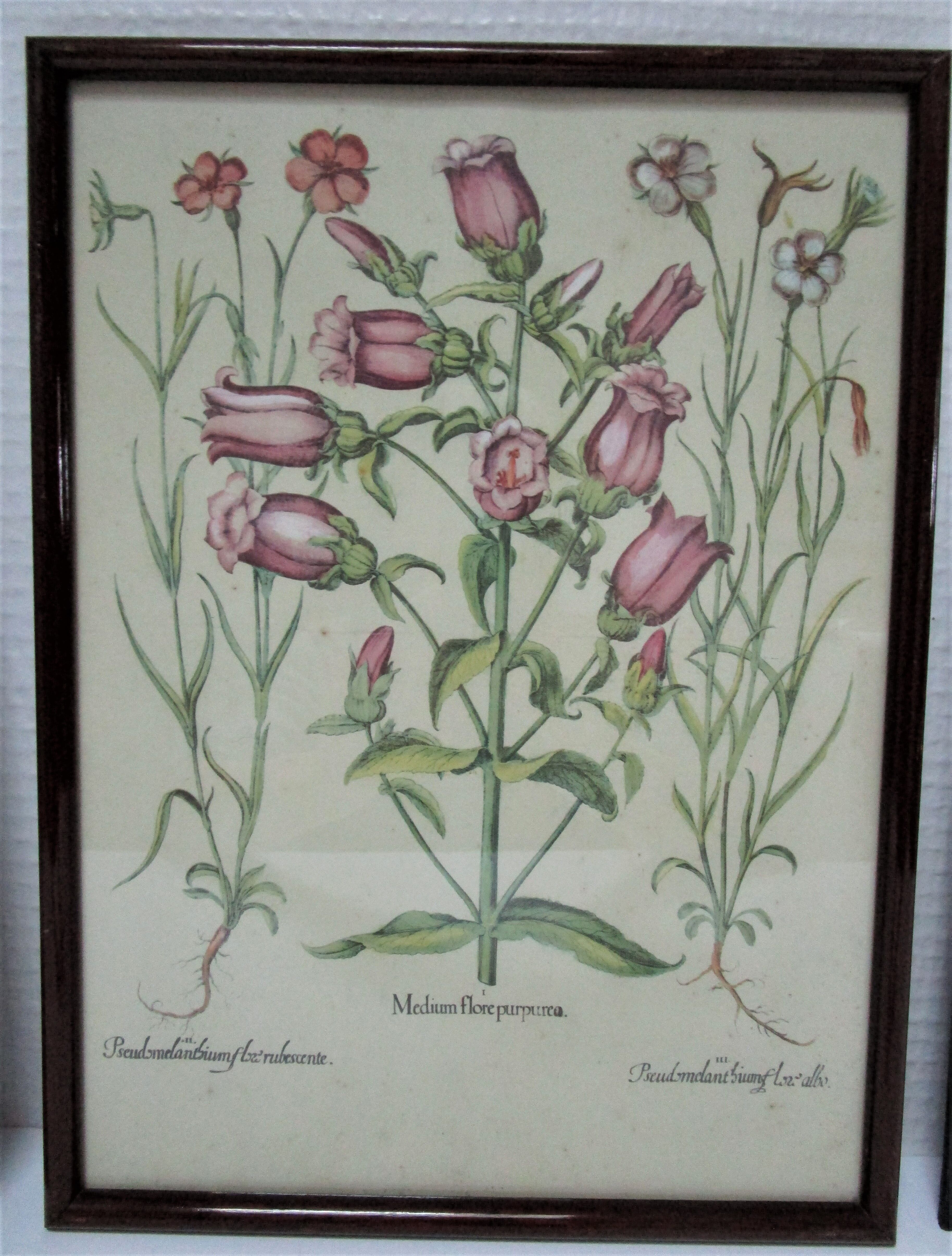 Trois planches botaniques encadrées orchidée rhododendron campanule médium vintage