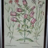 Trois planches botaniques encadrées orchidée rhododendron campanule médium vintage