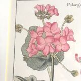 Cadre planche botanique pelargonium