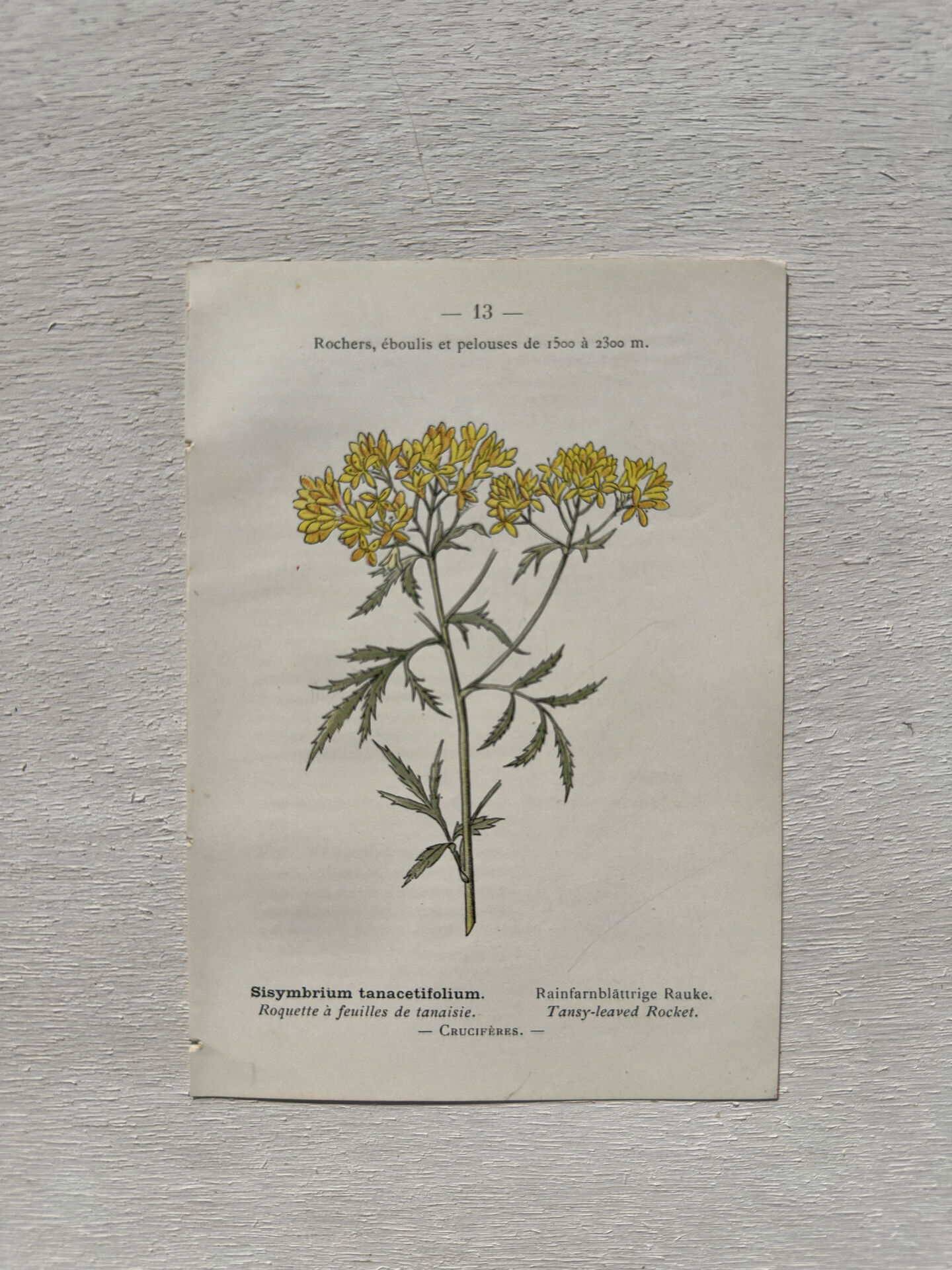 Botanical Plate 1800 Old naturalist engraving 19th century double-sided