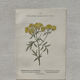 Botanical Plate 1800 Old naturalist engraving 19th century double-sided