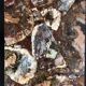 Coffee table with petrified wood top