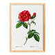 Poster about “French rose”, after an engraving from 1802