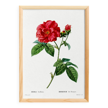 Affiche sur “rosier de France”, d’après une gravure de 1802