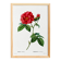 Poster about “French rose”, after an engraving from 1802