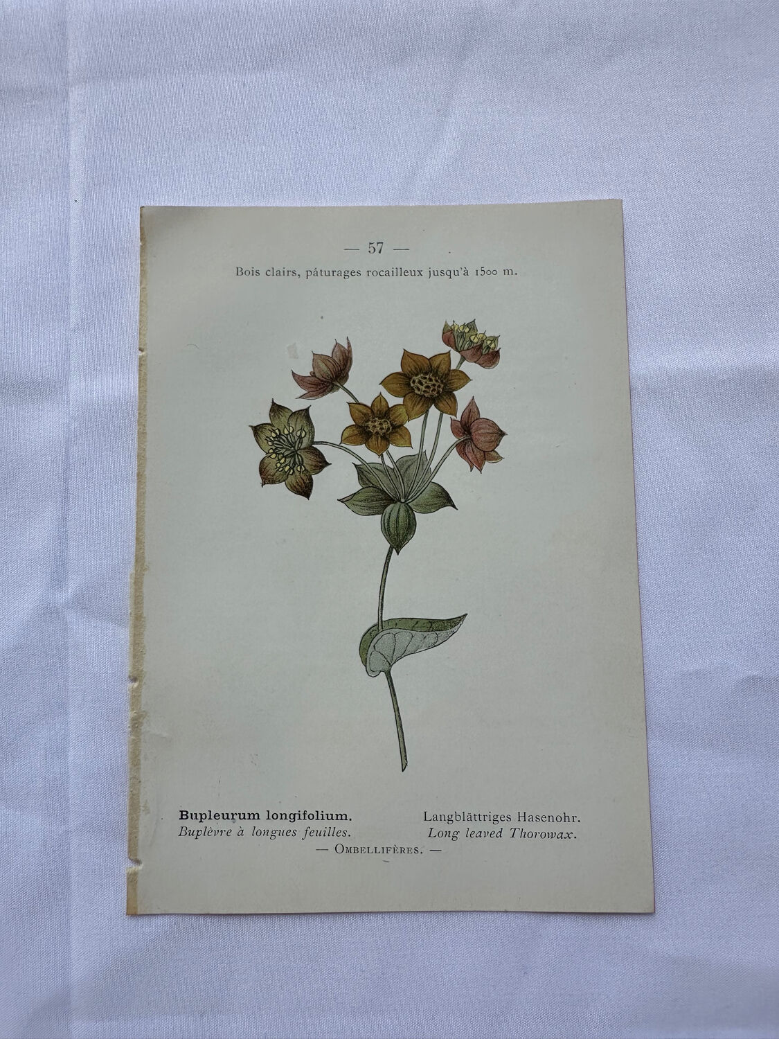 Botanical plate of a French plant from the 18th century, double-sided.