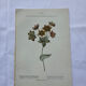 Botanical plate of a French plant from the 18th century, double-sided.